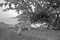 モノクロ＠2018-08-02