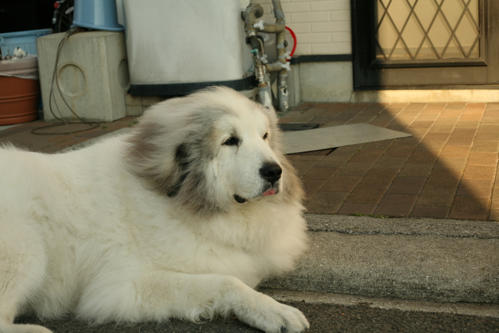 今日もほのぼのしてるココさん