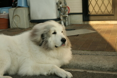 今日もほのぼのしてるココさん