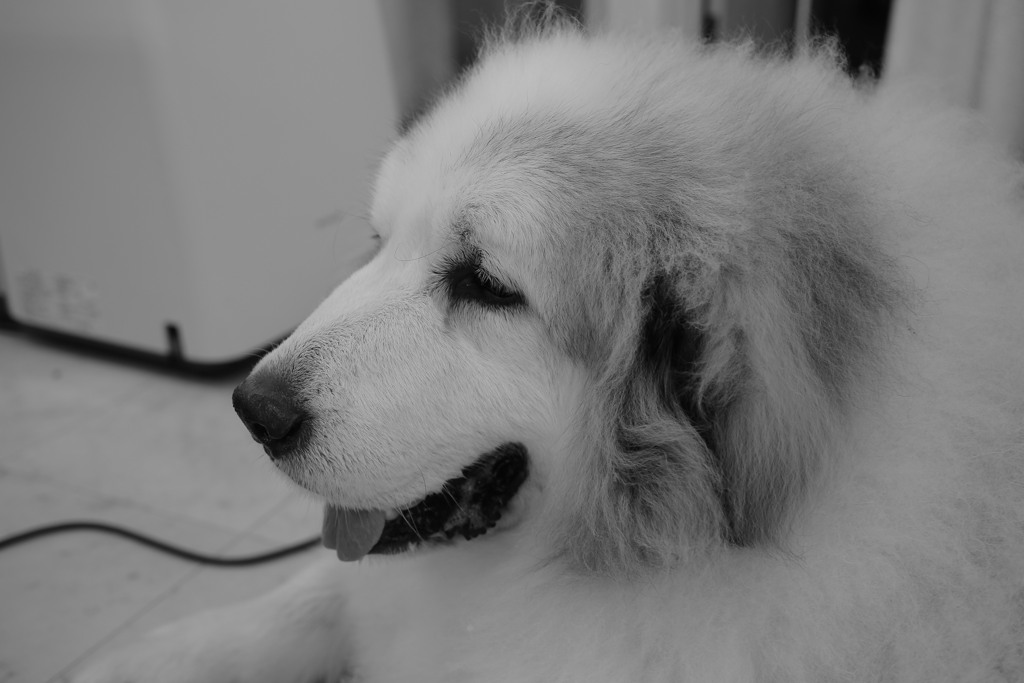 今日も元気にお店番してるココさん