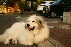 今日もポニョポニョしてるココさん