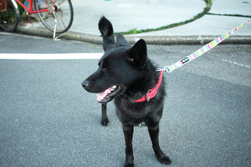 ソラちゃん