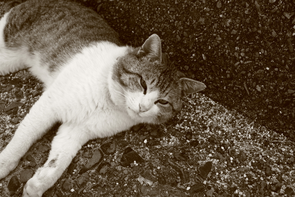 今日もトム君はにゃんごろ言ってる