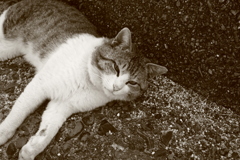 今日もトム君はにゃんごろ言ってる