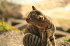 カイカイ