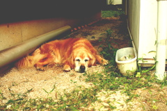 みゅうちゃん。暑いよね