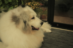 ココさんが裏から出てきてくれた