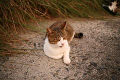トムくん