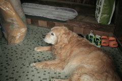 お宿番してるみゅうちゃん