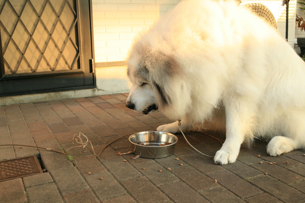 ご飯を食べるココ様