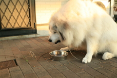 ご飯を食べるココ様