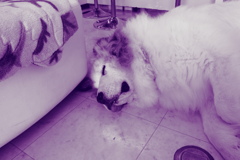 お昼寝してるココさん