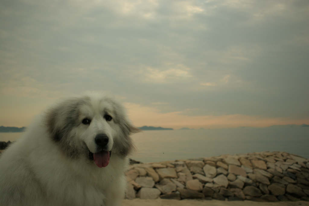 ココちゃんとお散歩