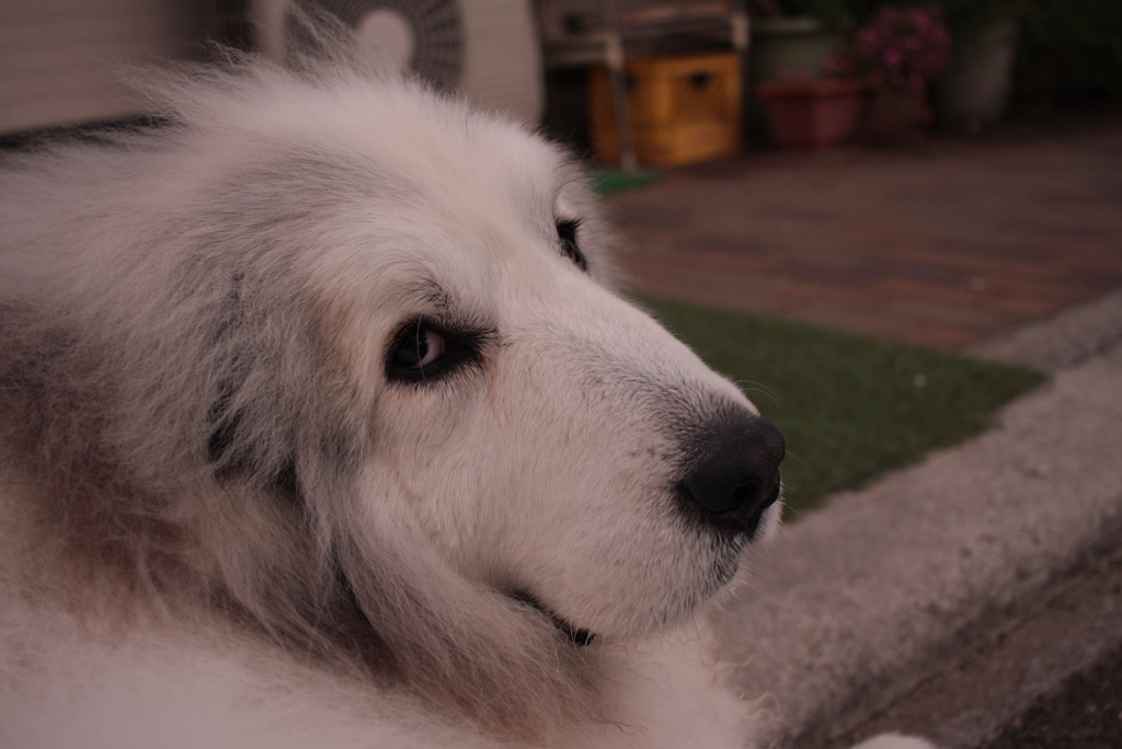 見返りココちゃん