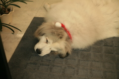 シャンプー行ってきてクリスマス仕様になってるココ様