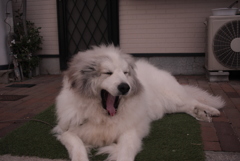 朝のココちゃん