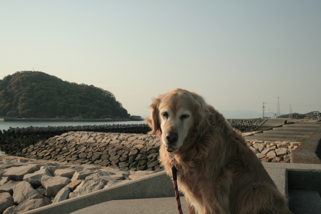 みゅうちゃんの散歩に行く