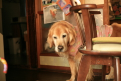 椅子に通せんぼされて出てこれないみゅうちゃん