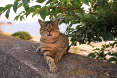 ねこ