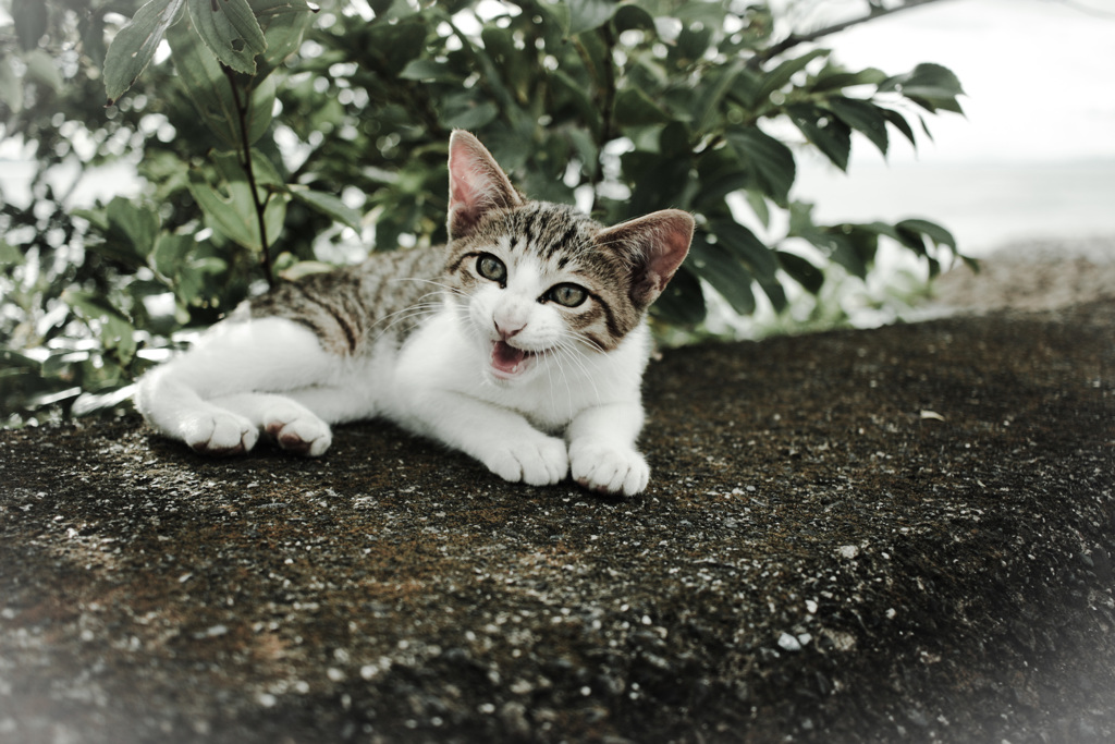 無料のフォトショップにて