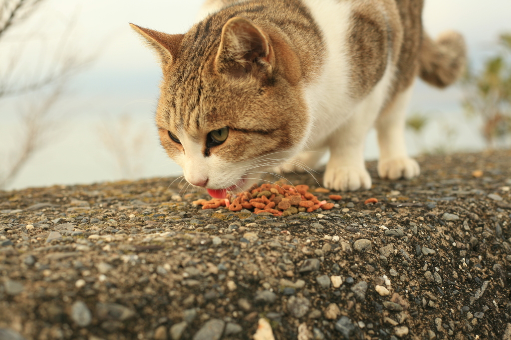 ご飯を食べるトム君