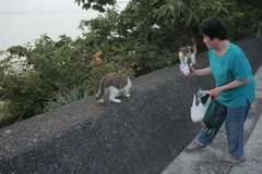 おまんまおいしい