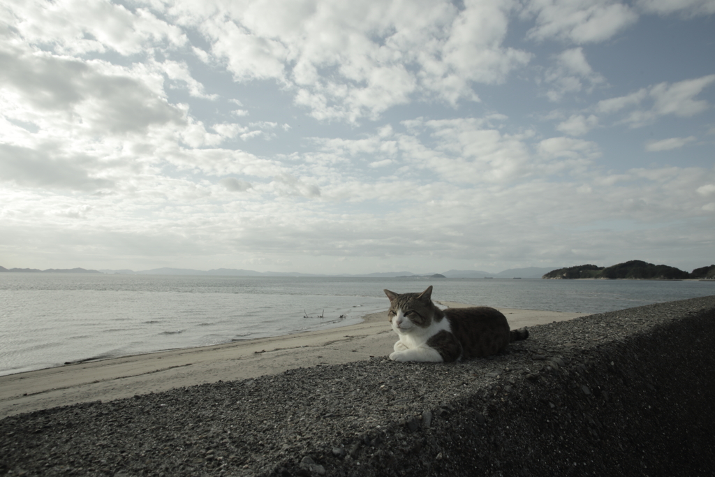トム君と海と壊れかけの私