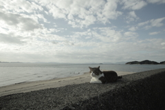 トム君と海と壊れかけの私