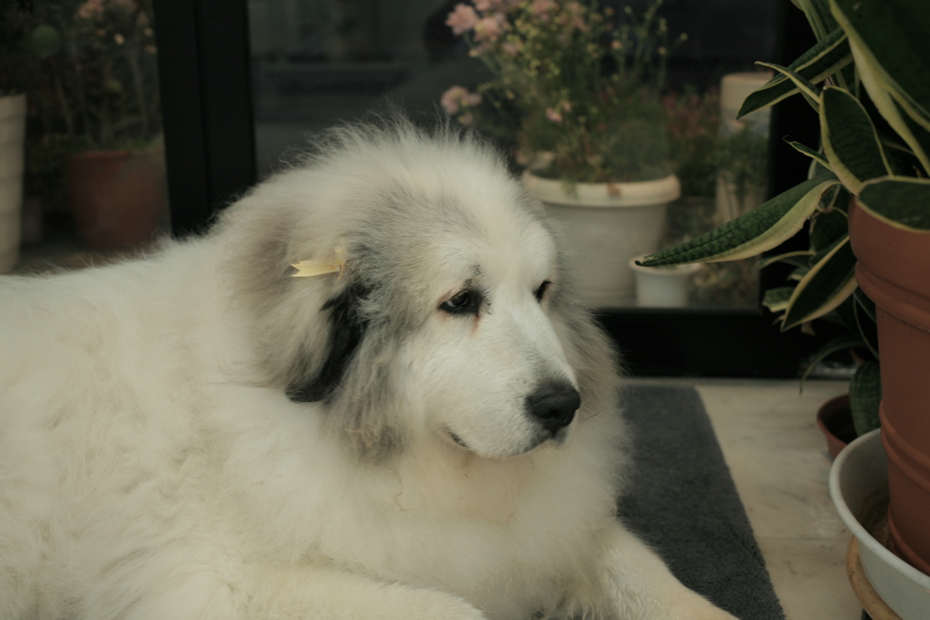 今日もポニョポニョしてるココさん