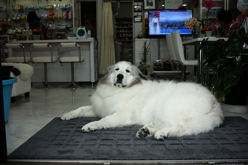 小雨の日のココちゃん