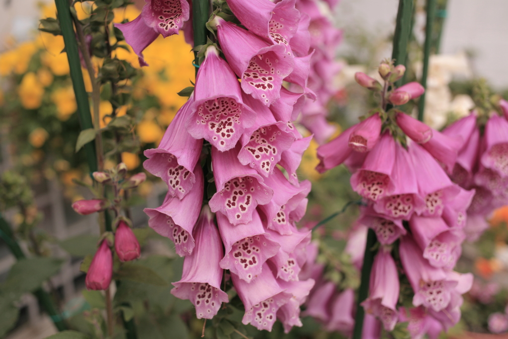 ココさん所の花