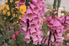 ココさん所の花