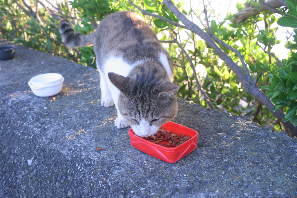 夕ご飯食べてるトム君