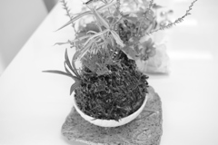 ココさん所の苔玉