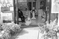 7歳最後の日もお店番してるココさん