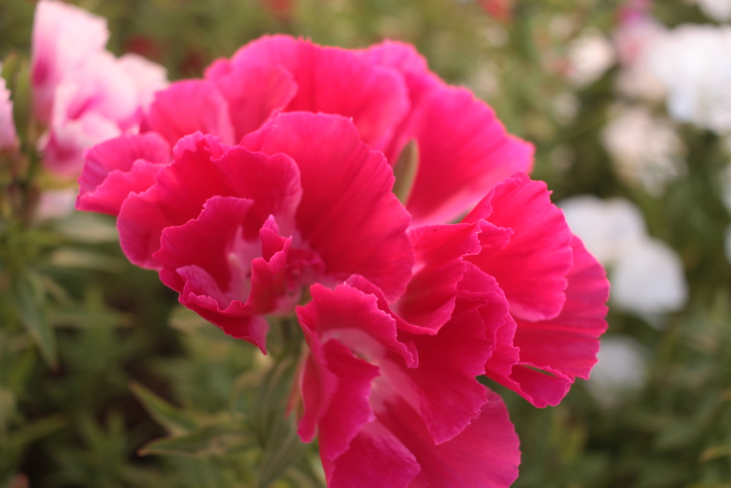 ココちゃんところの花