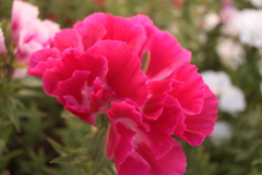 ココちゃんところの花