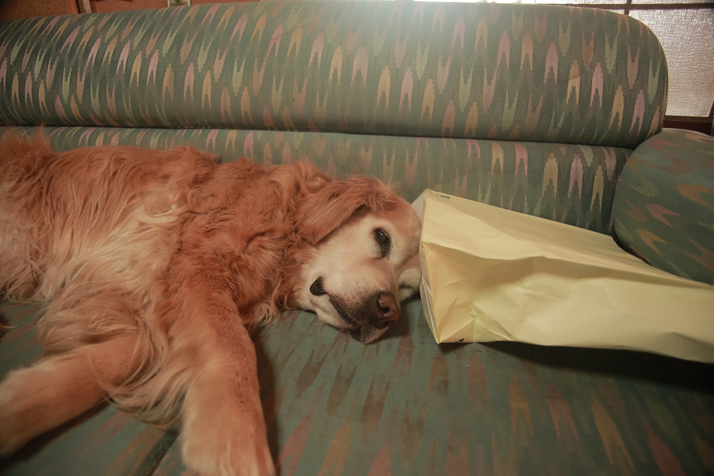 お昼寝してるみゅうちゃん