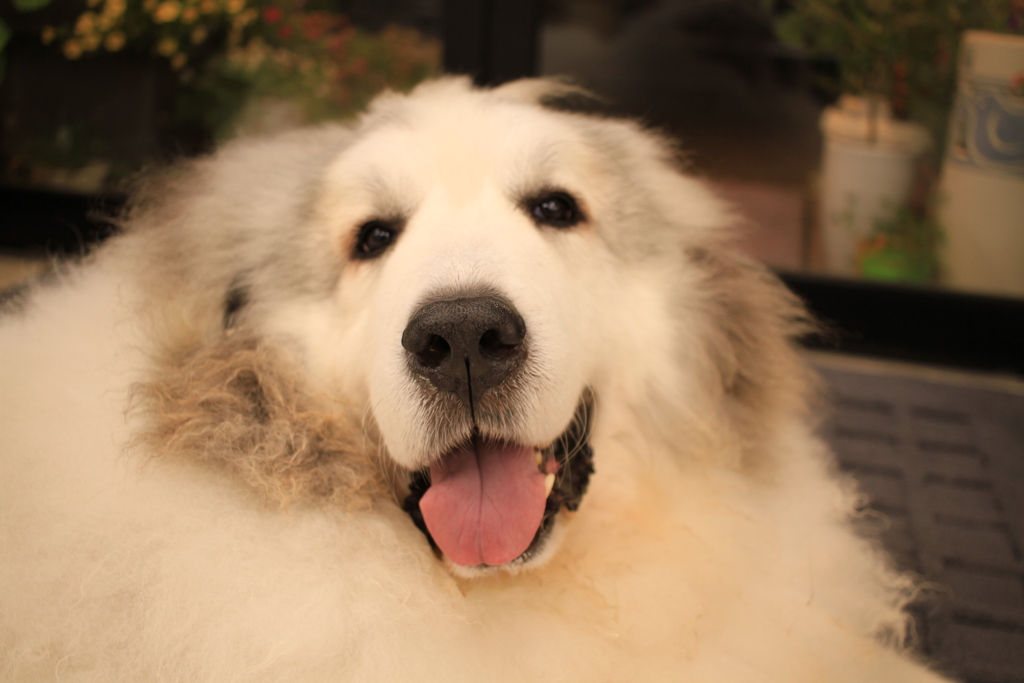 カメラ目線のココさん