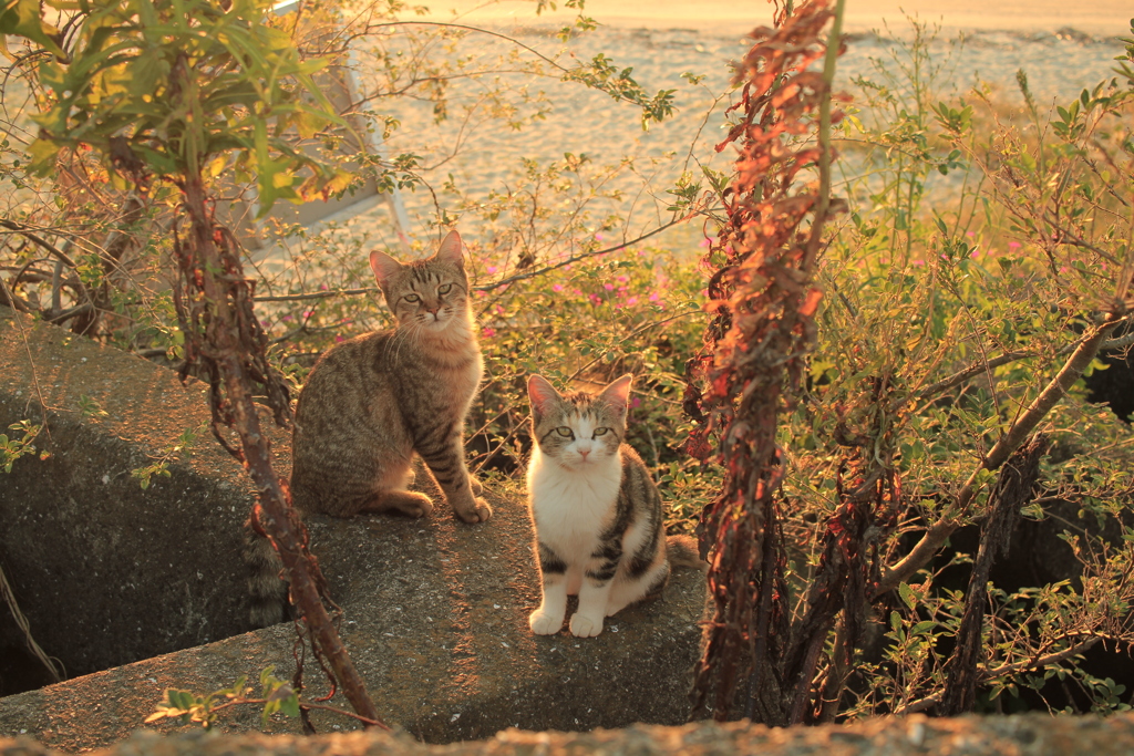 今年生まれた子ねこ
