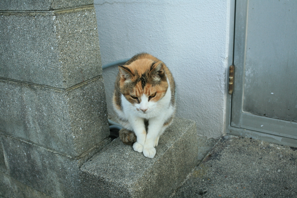 ミケさん