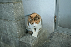 ミケさん