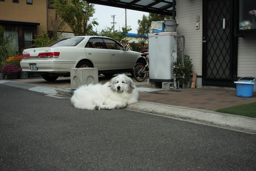 番犬してるココこちゃん