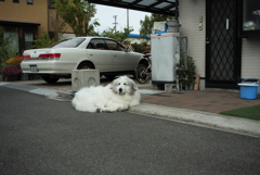 番犬してるココこちゃん