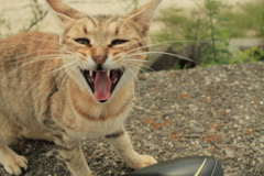 ミーちゃんのアー