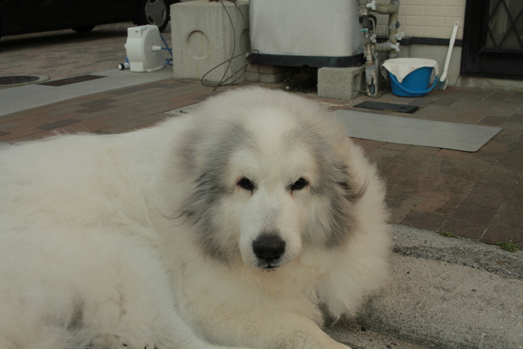 番犬してるココさん