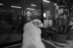 お店番してるココさん