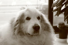 今日もお店番してるココ様