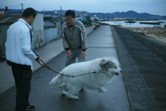 散歩してるココさん