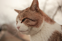 トム君